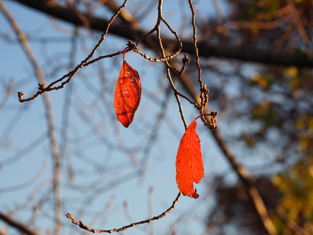 桜の紅葉