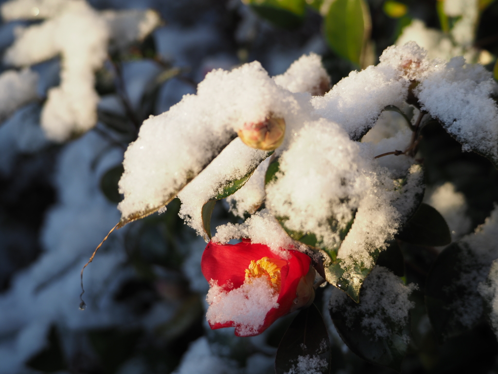 雪の朝 ２