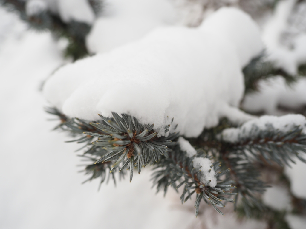 今年のスタートは雪