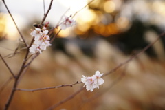 夕刻の桜