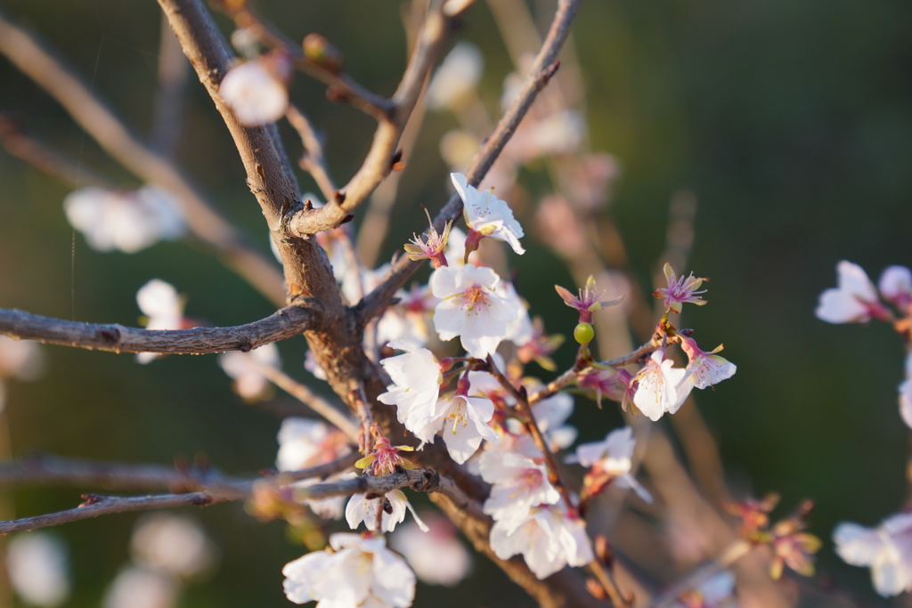 十月桜