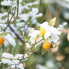 雪の朝 １
