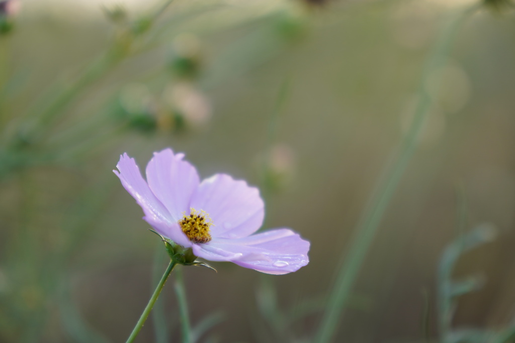 秋桜