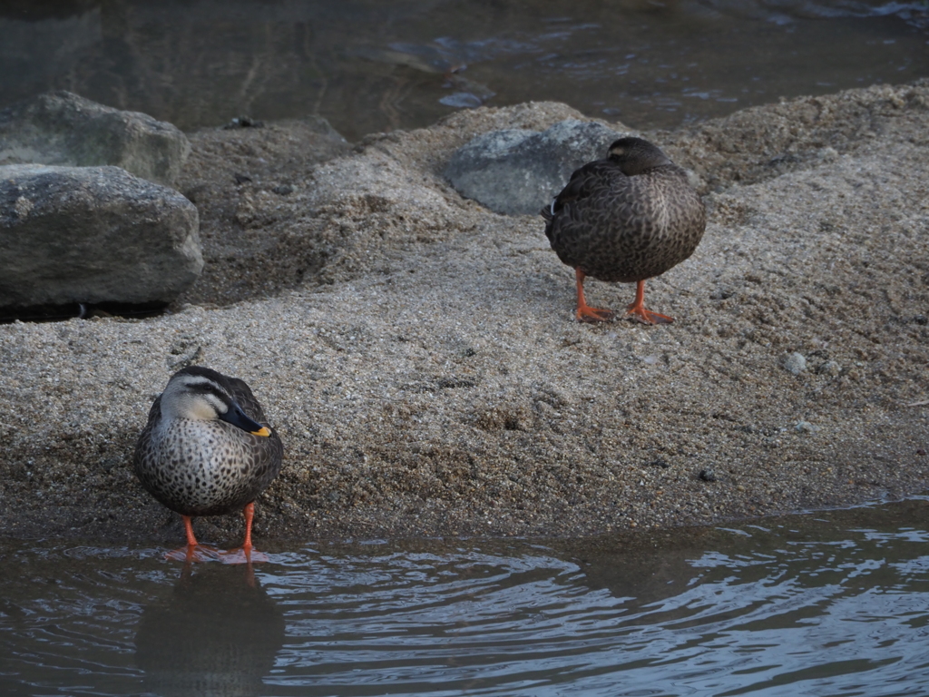 初めての鳥撮り