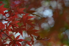 紅葉