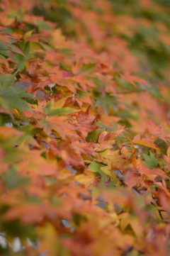 紅葉
