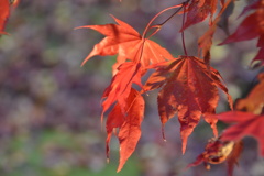 紅葉