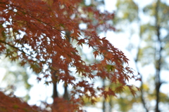 紅葉