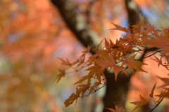 紅葉