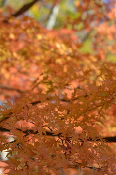 紅葉