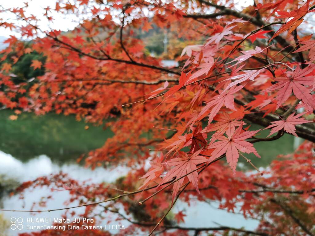 紅葉