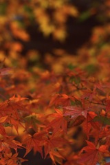 紅葉