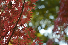紅葉