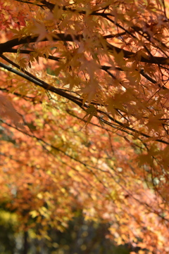 紅葉