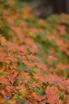 紅葉
