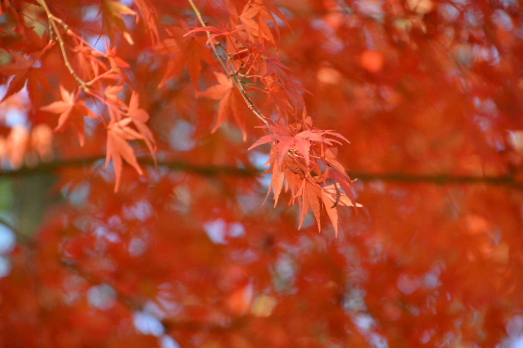 紅葉