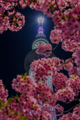 Skytree × Sakura