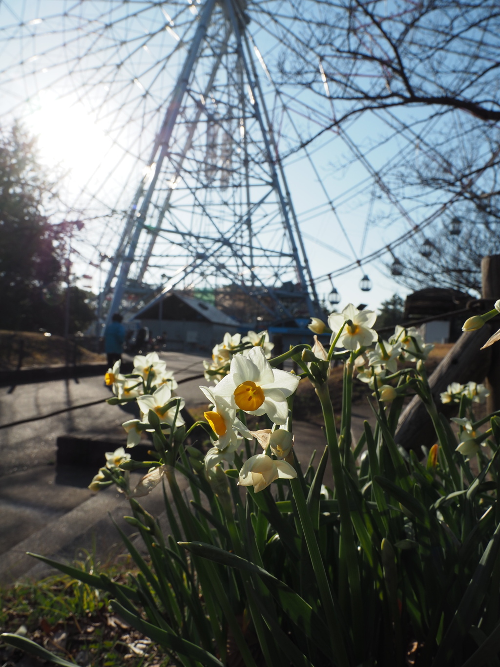 春の予感：陽光浴びる水仙