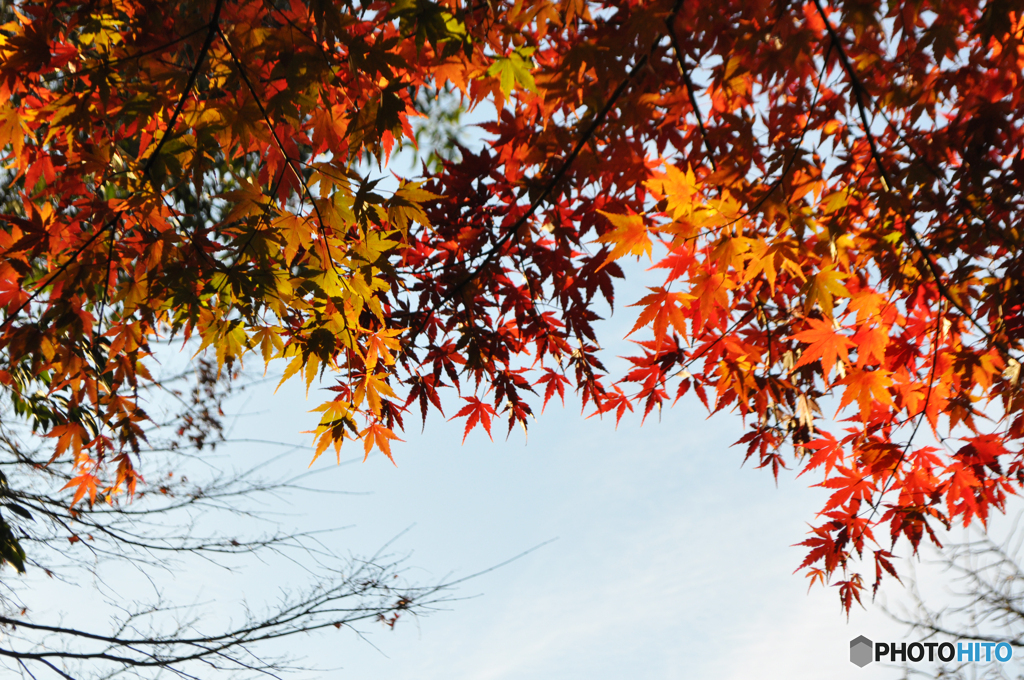 紅葉 世田谷