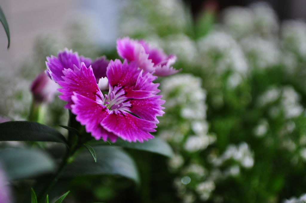 花
