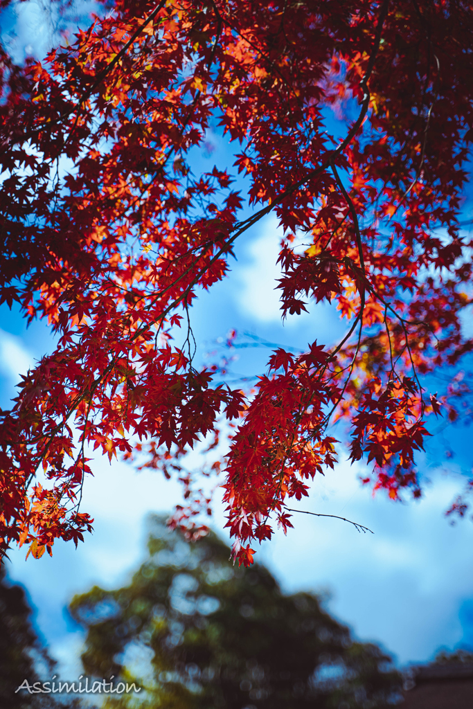 三井寺　紅葉