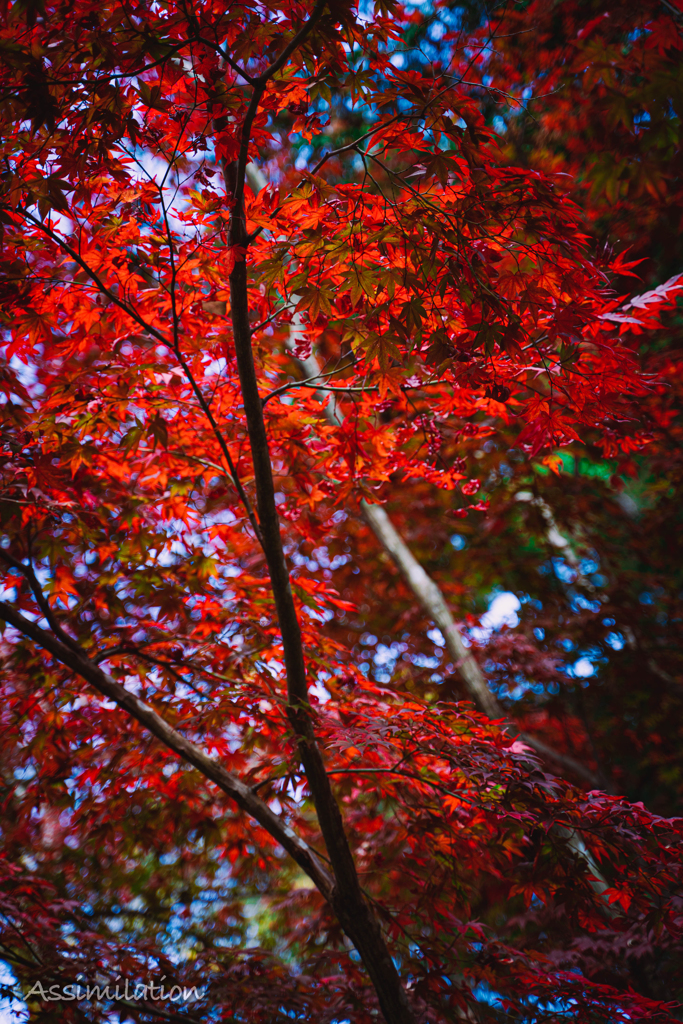 三井寺　紅葉