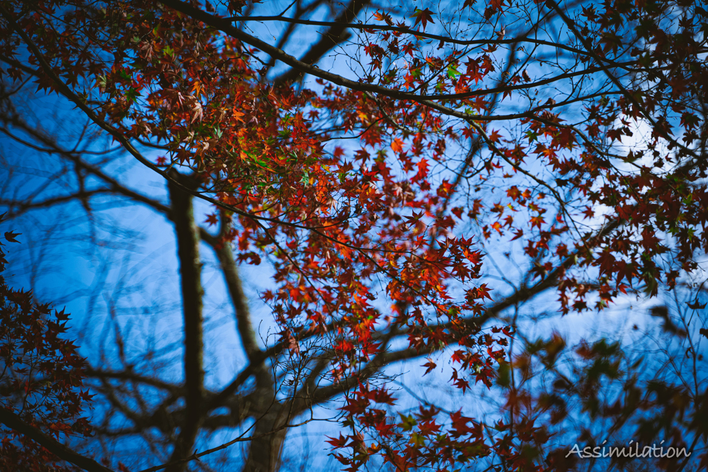 三井寺　紅葉