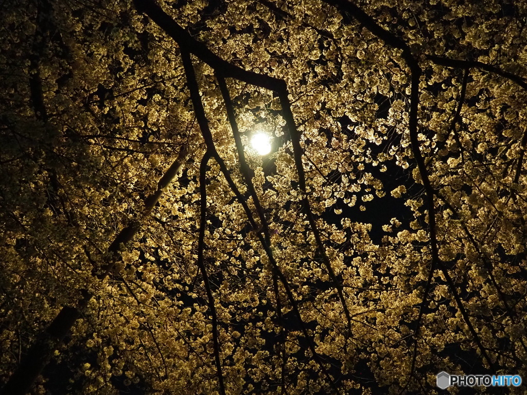 夜桜