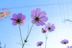 花・草木7