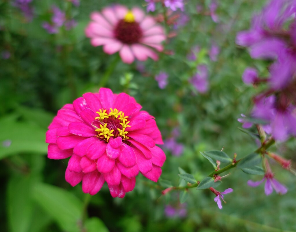久しぶりの花撮影です。