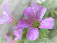 メモリーズ（2012）花・草木7