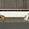 2021年元旦　2匹の猫の物語3