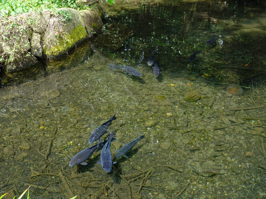 埼玉県川越市　小堤八幡神社 4