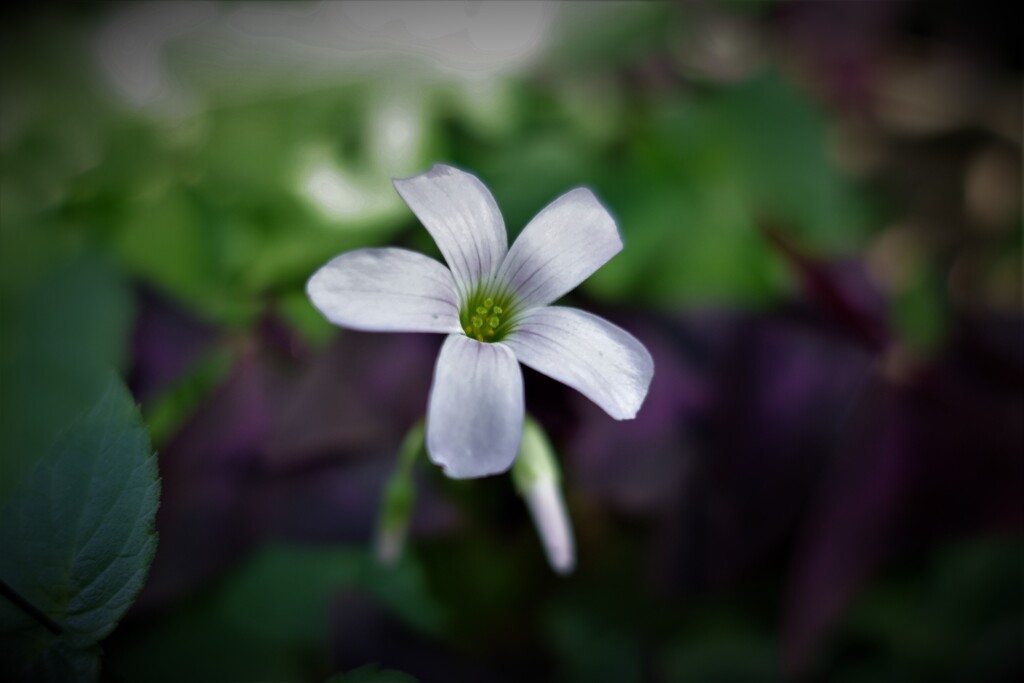 花・草木15