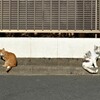 2021年元旦　2匹の猫の物語4