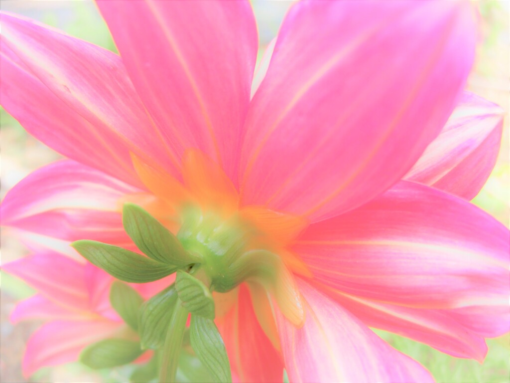 メモリーズ（2012）花・草木2