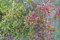 花・草木8