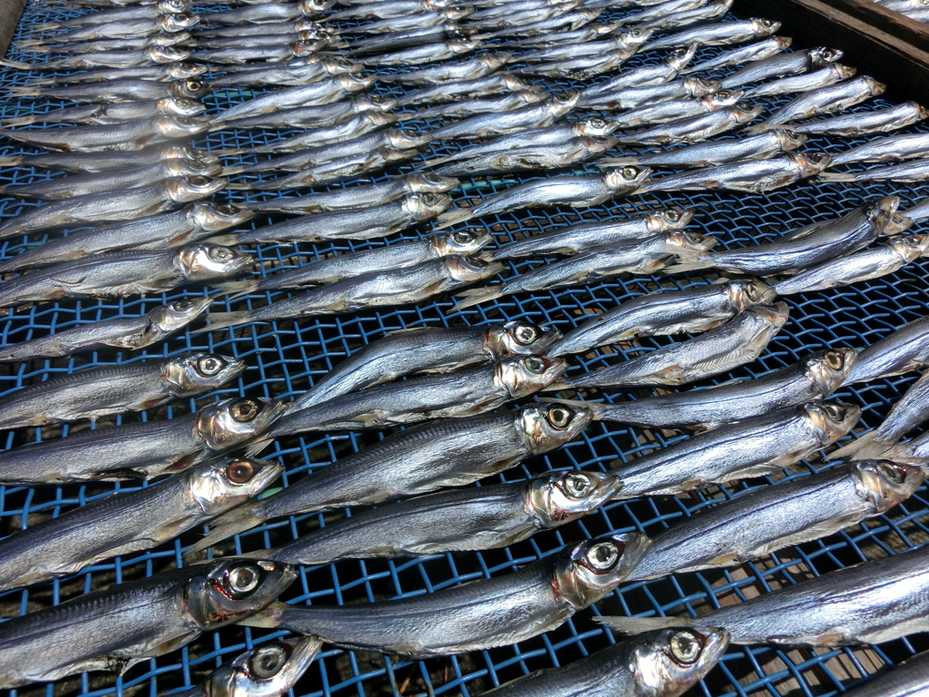 伊勢志摩観光　波切漁港　いわしの干物