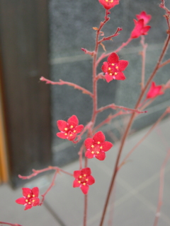 メモリーズ（2012）花・草木1