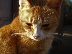 猫思う故に猫あり