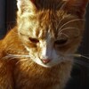 猫思う故に猫あり