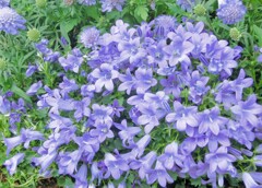 メモリーズ（2012）花・草木21