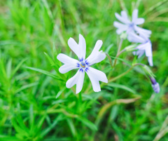 花・草木19