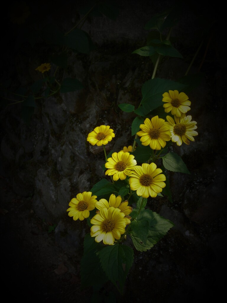 花・草木12