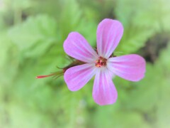 メモリーズ（2012）花・草木5