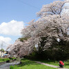 埼玉県川越市 新河岸川の桜１