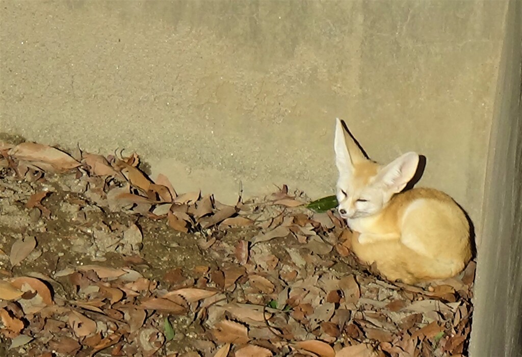 埼玉県狭山市 智光山公園 フェネック