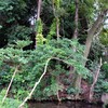 埼玉県川越市　小堤八幡神社 3