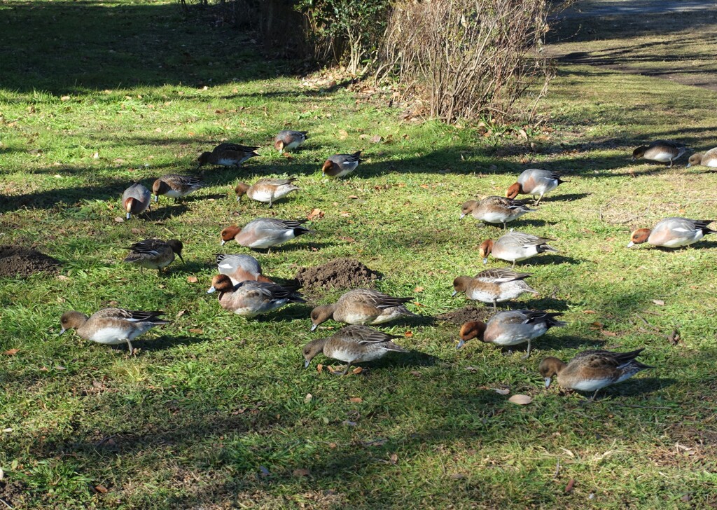 智光山公園の鴨3（ごはん、ごはん＼(^_^)／