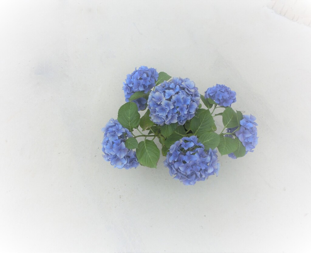 メモリーズ（2012）花・草木6